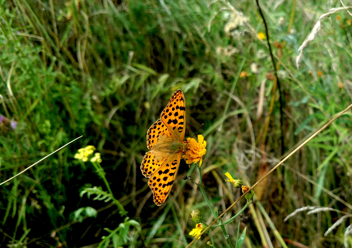 опять про бабочек...162 - Александр Прокудин опять про бабочек...162 - Александр Прокудин