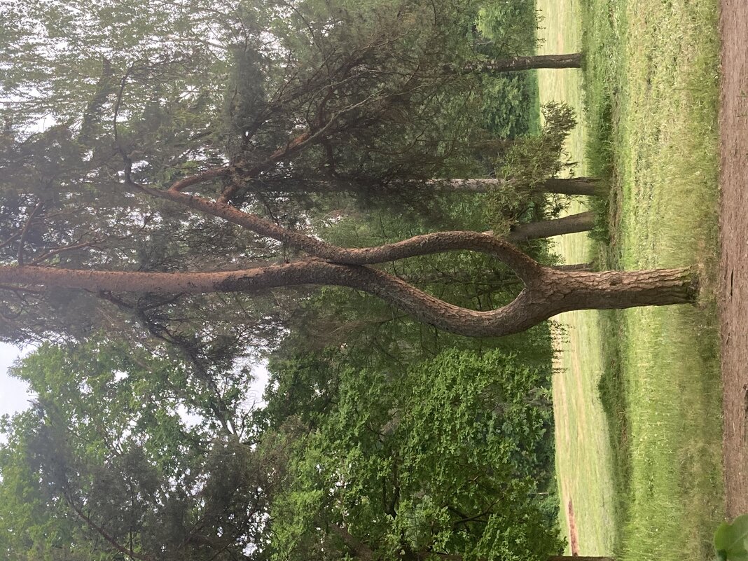 Развилка - Ольга Савельева 