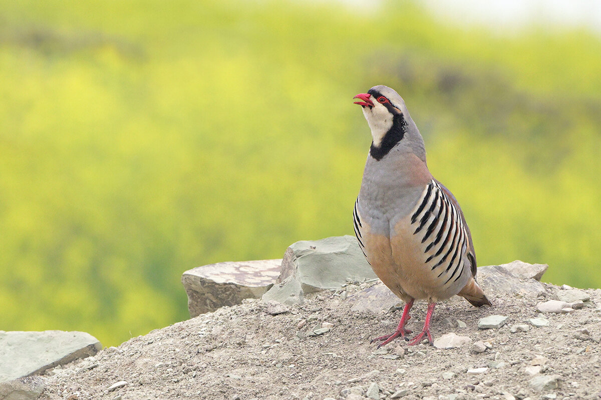 Кеклик - Maxim Lanin
