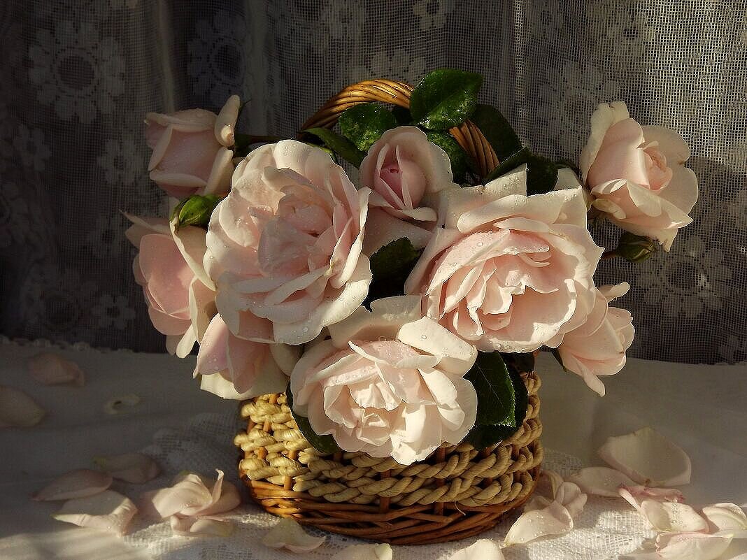 Нежное утро! - Нина Андронова Нежное утро! - Нина Андронова