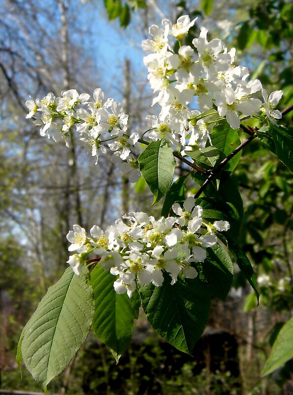 Детали природы - Роман Савоцкий