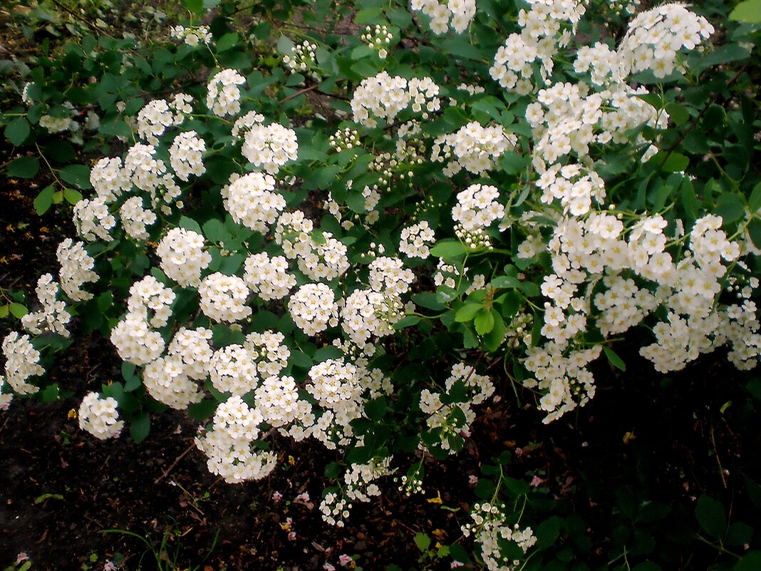 Детали природы - Роман Савоцкий Детали природы - Роман Савоцкий