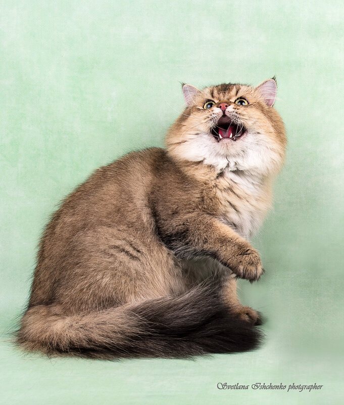 Возмущенный кот. - Светлана Ищенко