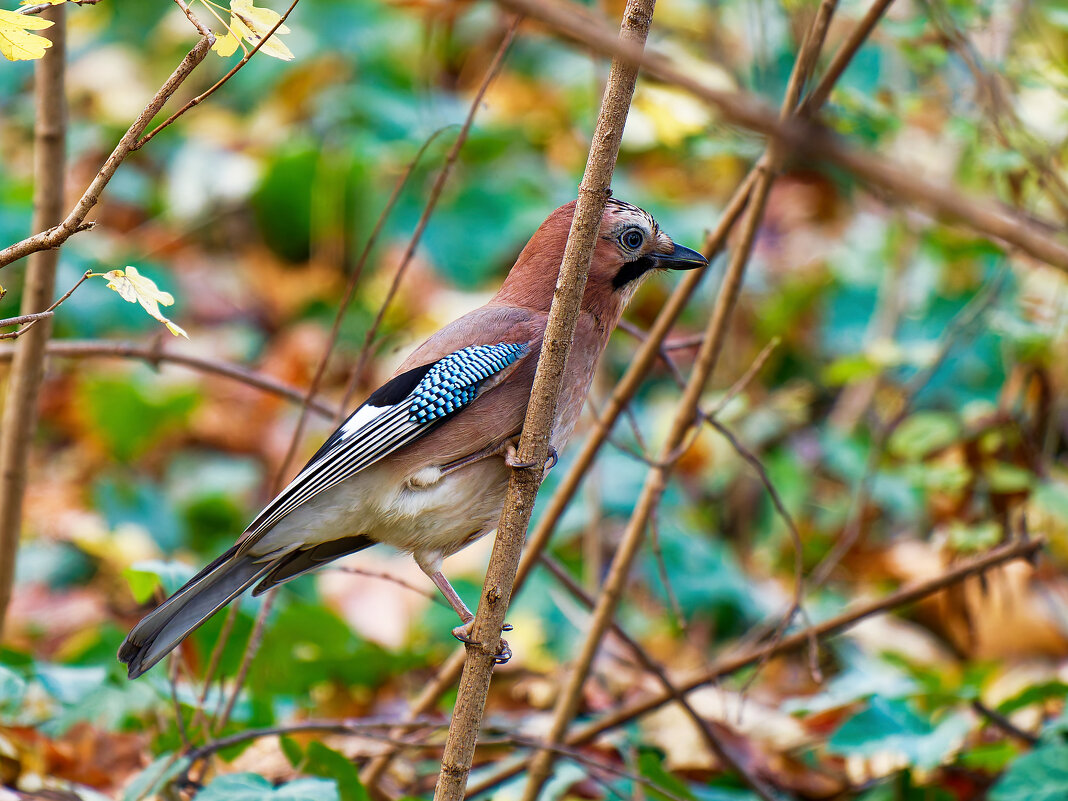 Евразийская сойка - Alex Molodetsky