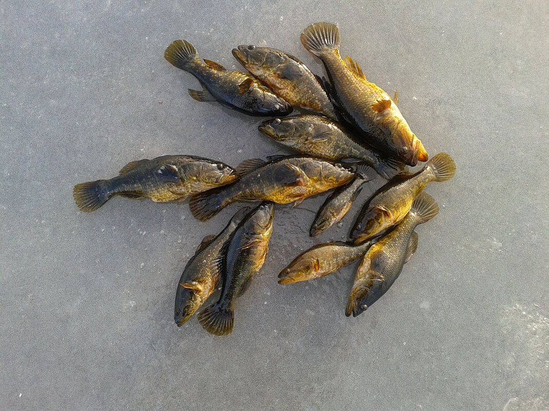 Рыбалка. - сергей ермошкин Рыбалка. - сергей ермошкин