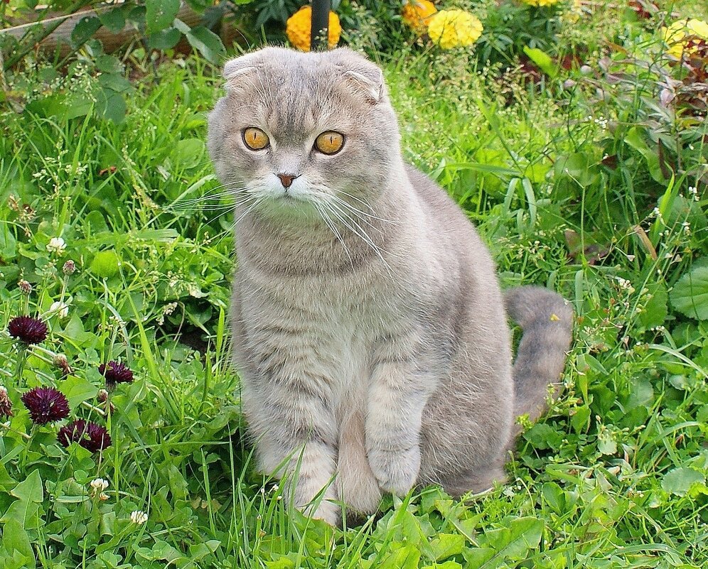 На охоте - Галина Нестратова На охоте - Галина Нестратова