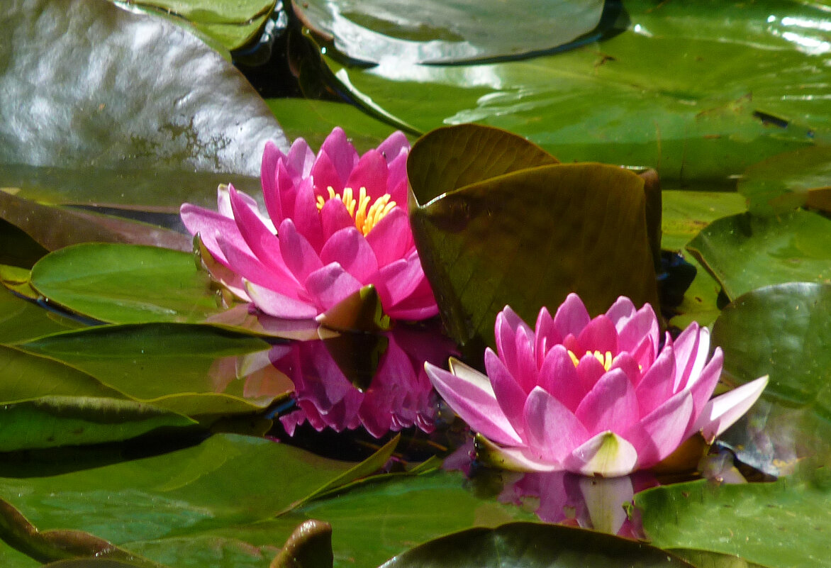 Розовые лилии - Валентин Семчишин Розовые лилии - Валентин Семчишин