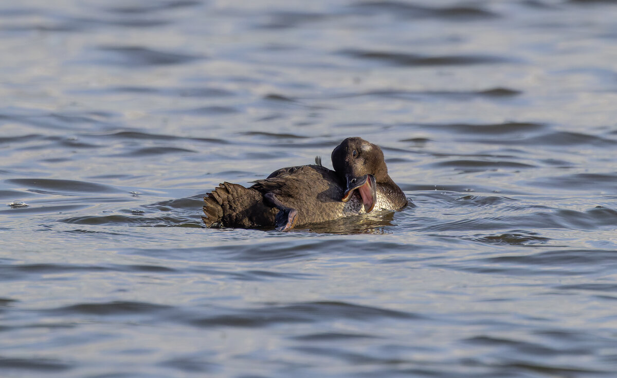 турпан. - юрий макаров