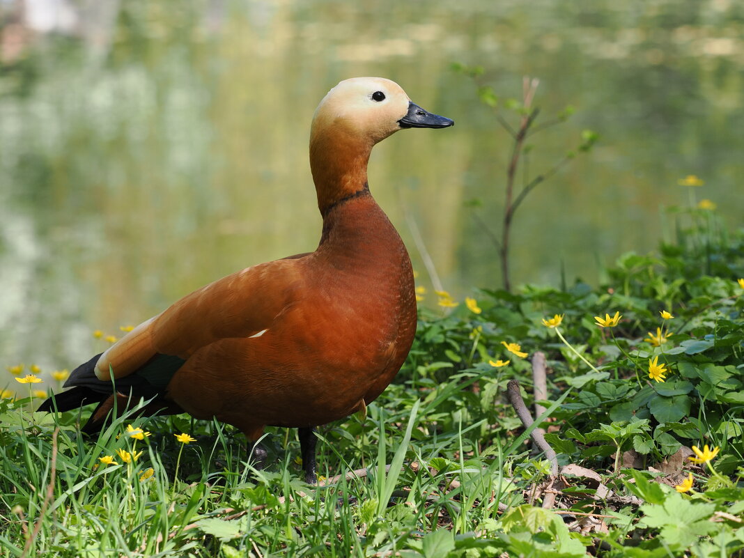 Красная утка - Евгений Седов Красная утка - Евгений Седов