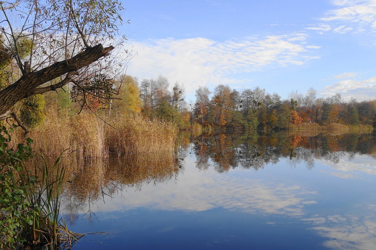Ноябрьский пейзаж - Рита Симонова Ноябрьский пейзаж - Рита Симонова