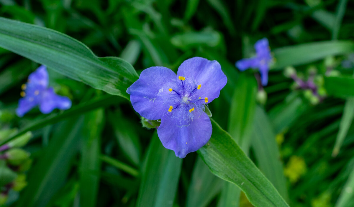 * - Владимир Иванович * - Владимир Иванович