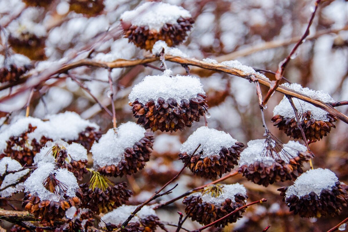 ____ - Галина Ложечникова