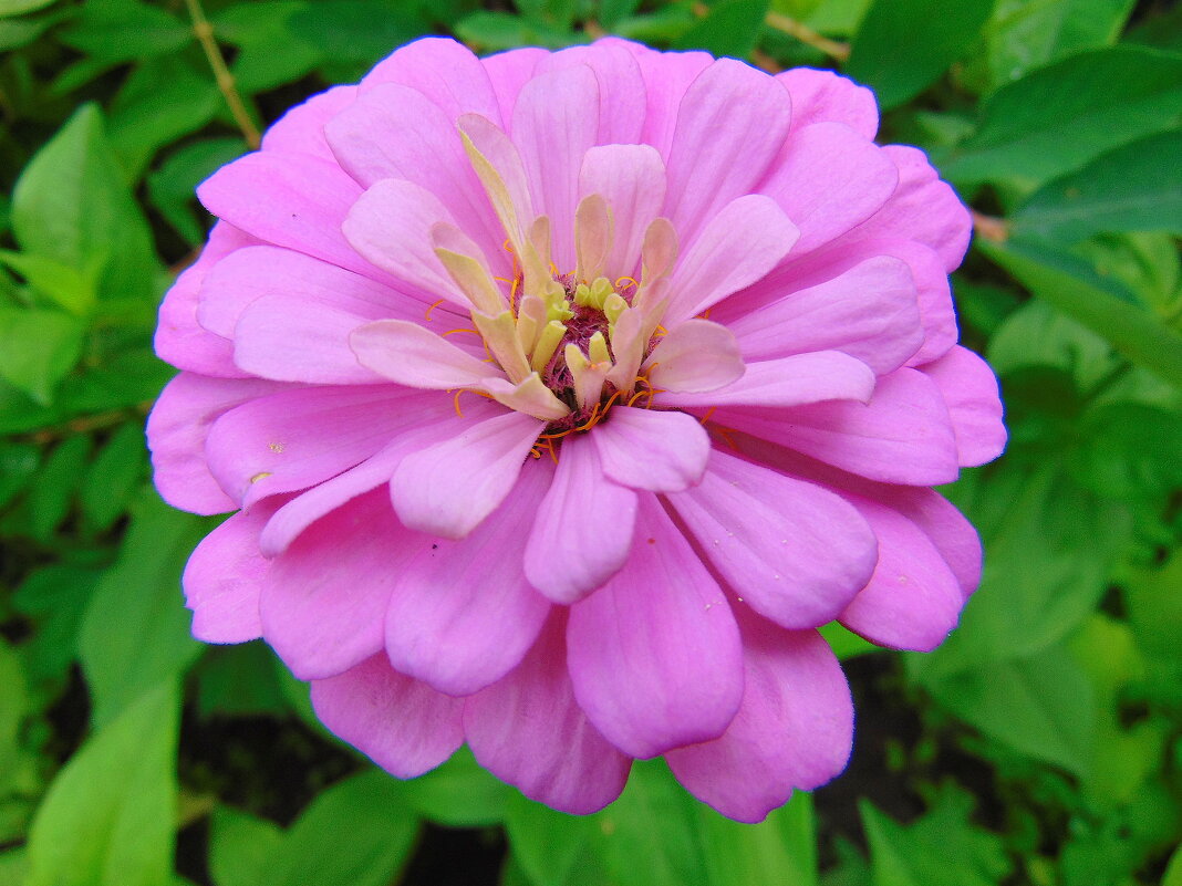 Цинния. - nadyasilyuk Вознюк