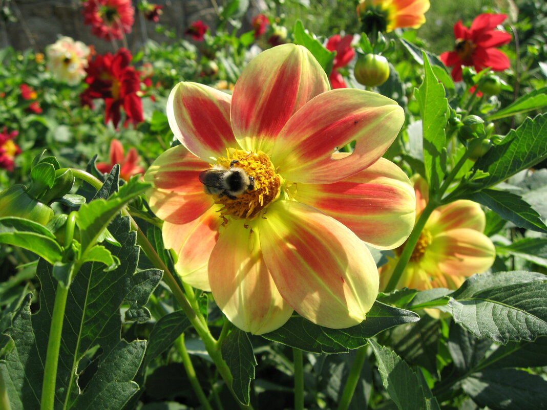 Как же вкусно! - Дмитрий П