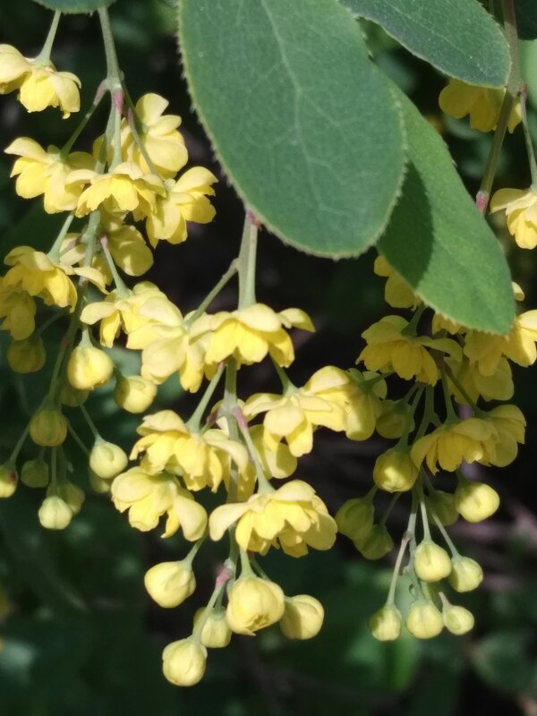 Любимый запах - Натали 