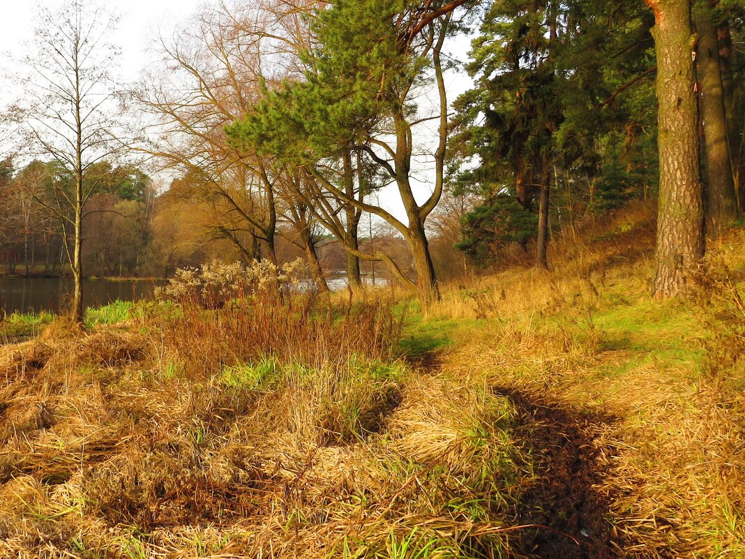 Тропинка - Андрей Снегерёв Тропинка - Андрей Снегерёв