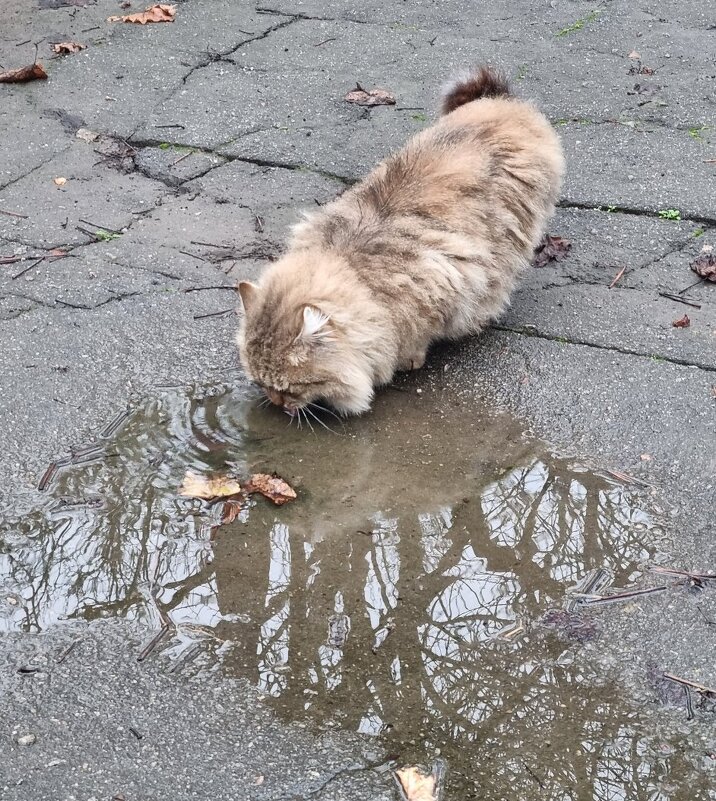 Вкусная дождевая вода... - Наталья Вкусная дождевая вода... - Наталья