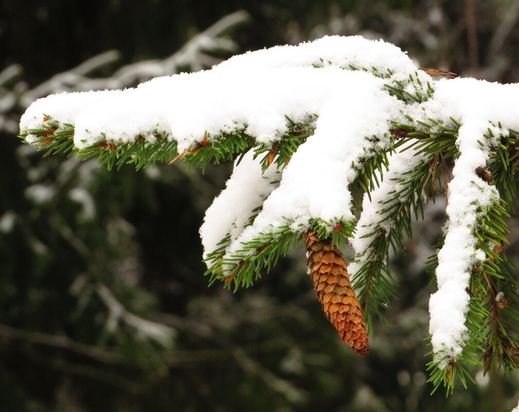 Украшенная веточка - Андрей Снегерёв Украшенная веточка - Андрей Снегерёв