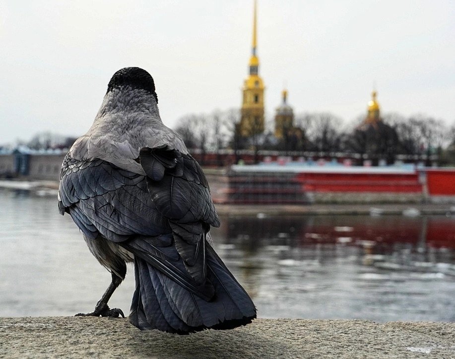 *** - Виктория Поликарпова