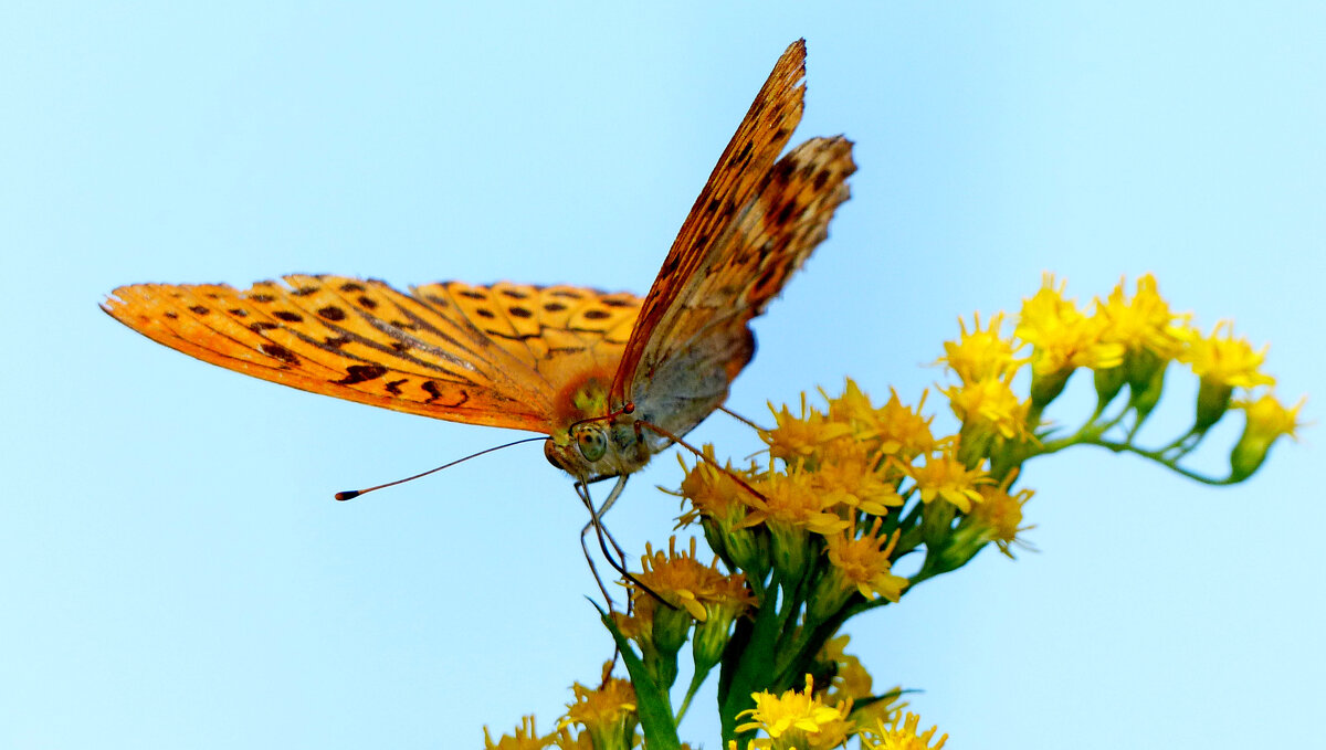 опять про бабочек...169 - Александр Прокудин опять про бабочек...169 - Александр Прокудин