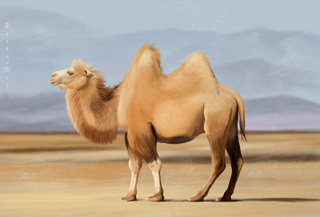 Верблюд - Наталия Львова