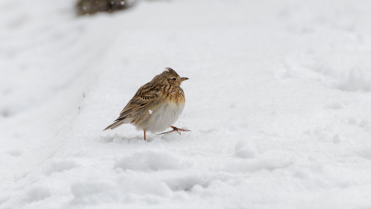 Неожиданно вернулась зима. Певчий дрозд - Владимир Лазарев Неожиданно вернулась зима. Певчий дрозд - Владимир Лазарев