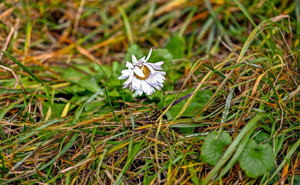 Стойкая маргаритка - Валерий Иванович