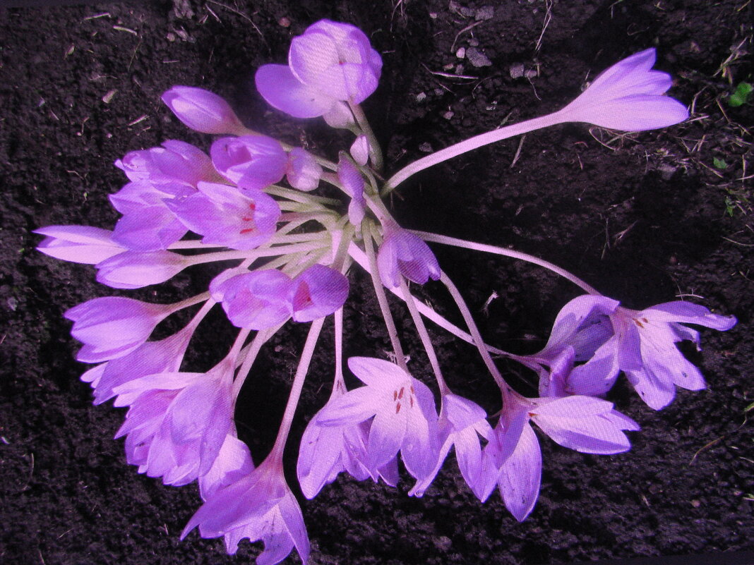 Декабрьские красавцы - Людмила Смородинская Декабрьские красавцы - Людмила Смородинская