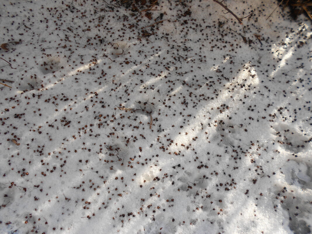 прошлогодний январь - Елена Шаламова прошлогодний январь - Елена Шаламова