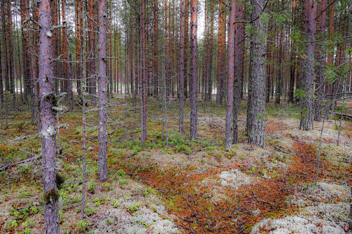 В Карельском лесу - Георгий А В Карельском лесу - Георгий А