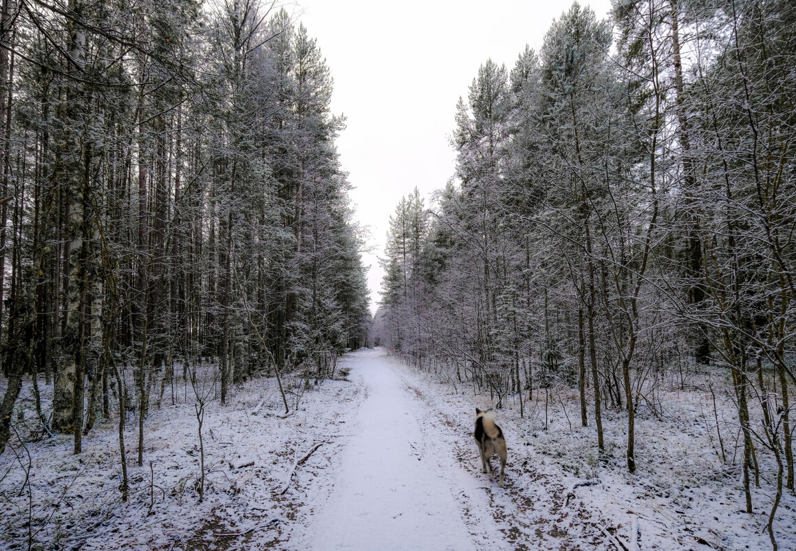 В сопровождение собаки - Георгий А В сопровождение собаки - Георгий А