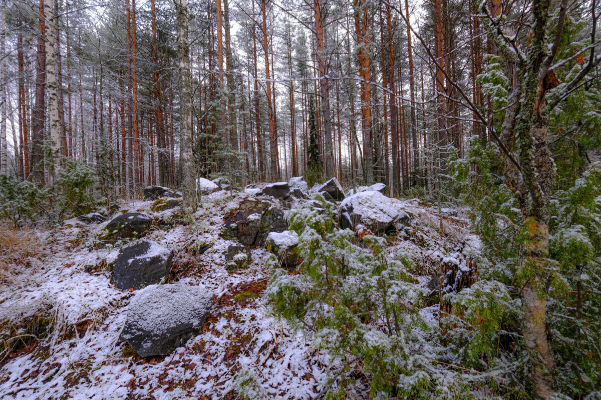 В лесу в Карелии - Георгий А В лесу в Карелии - Георгий А