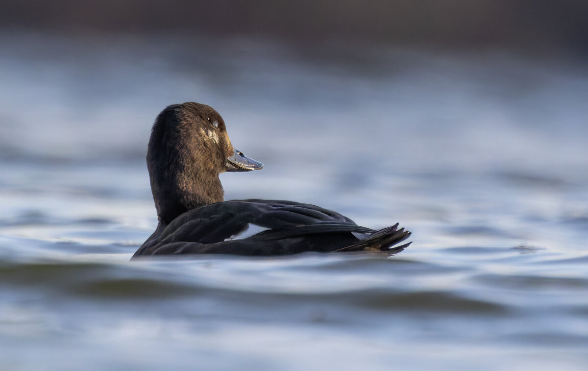 турпан. - юрий макаров