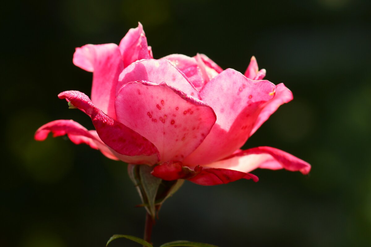 Доброе утро - Юрий. Шмаков