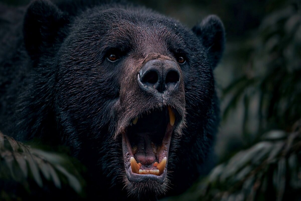 Мишка. - Татьяна Бравая