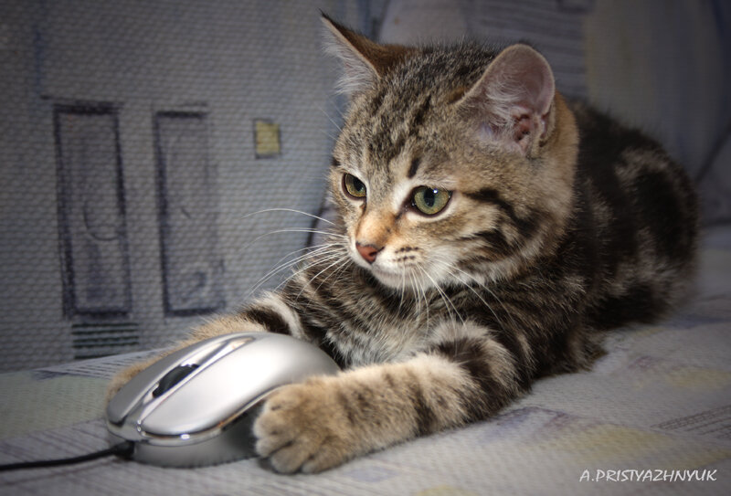 Сначала дело... - Андрей Пристяжнюк Сначала дело... - Андрей Пристяжнюк