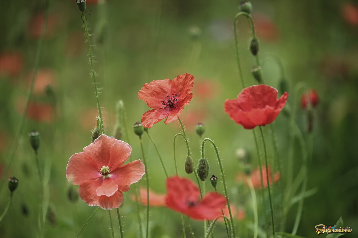 Лето - елена беликова