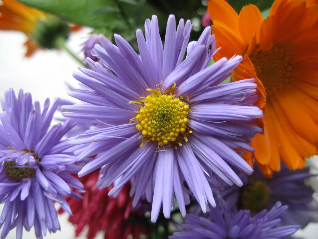 Цветочек - Дмитрий П