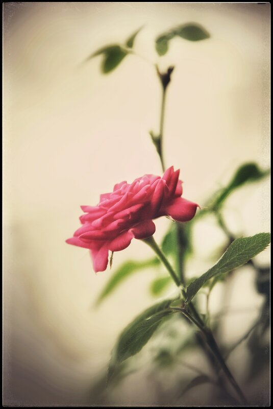 Расцвела... - Руслан Расцвела... - Руслан