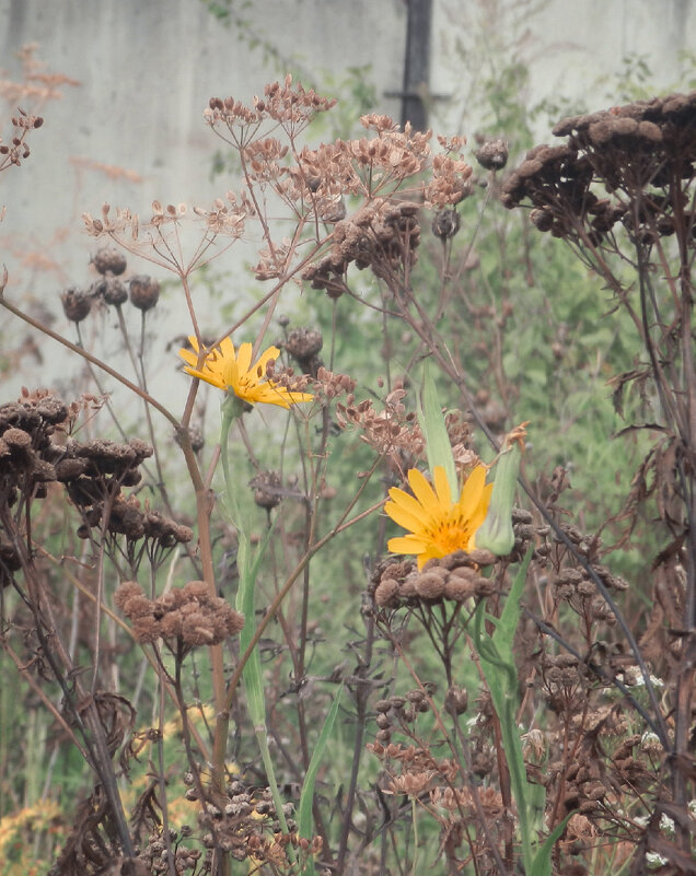 *** - Лера *** - Лера