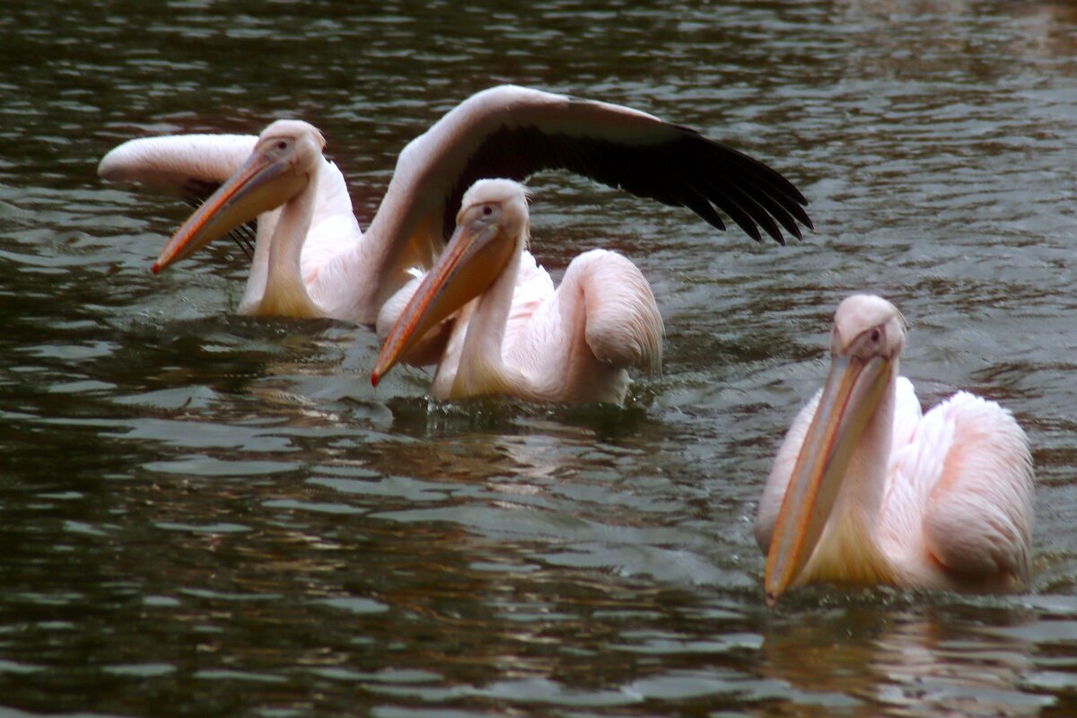 А может полетаем.. - Юрий. Шмаков А может полетаем.. - Юрий. Шмаков