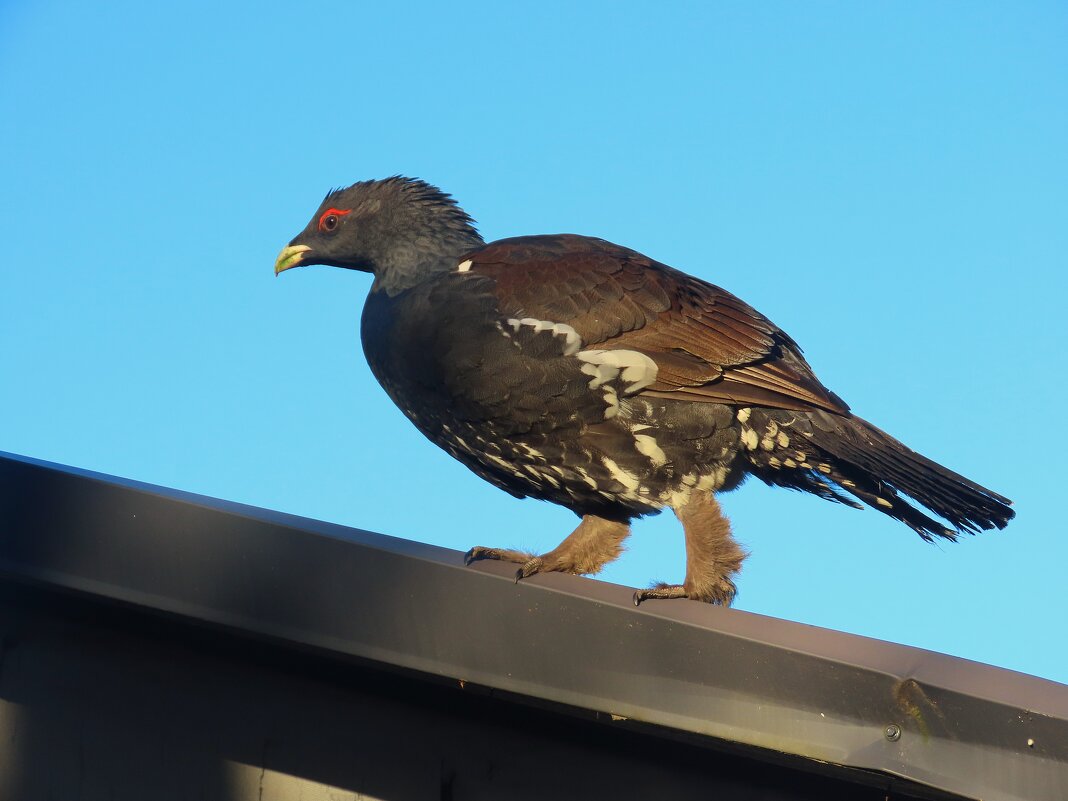 У кого то Аист на крыше,а у нас Глухарь гуляет - Ольга Митрофанова У кого то Аист на крыше,а у нас Глухарь гуляет - Ольга Митрофанова