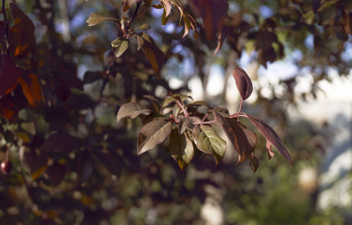 *** - Елена Алексеева