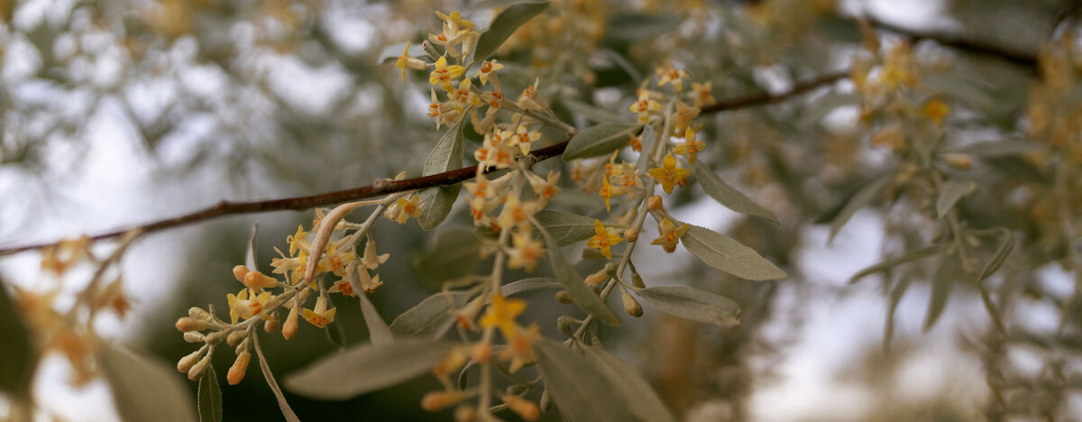 *** - Елена Алексеева