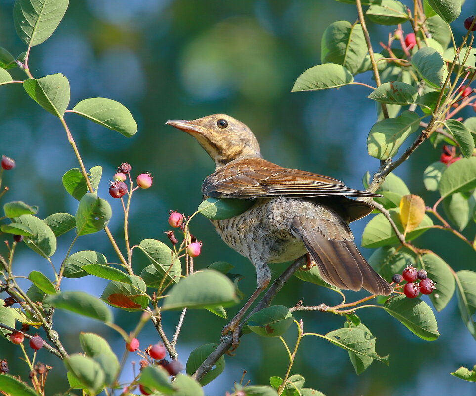 в ирге... - Andrey Bragin в ирге... - Andrey Bragin