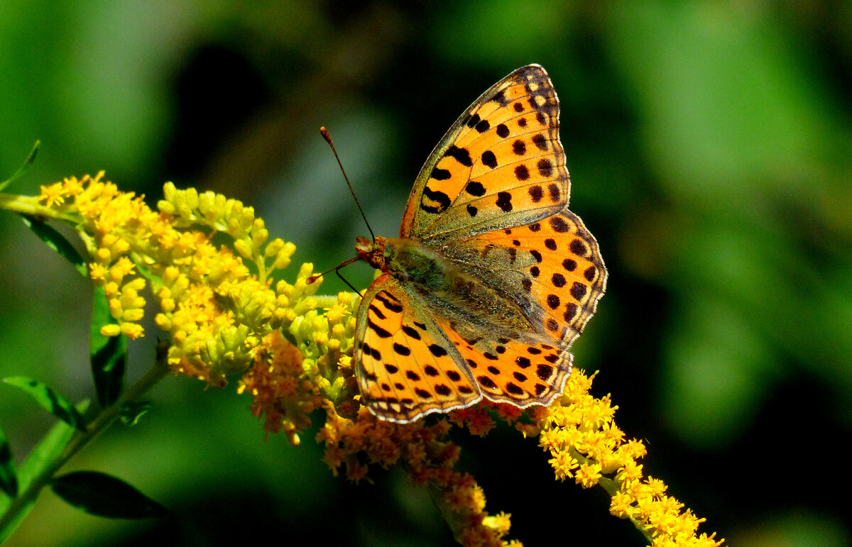 опять про бабочек...172 - Александр Прокудин опять про бабочек...172 - Александр Прокудин