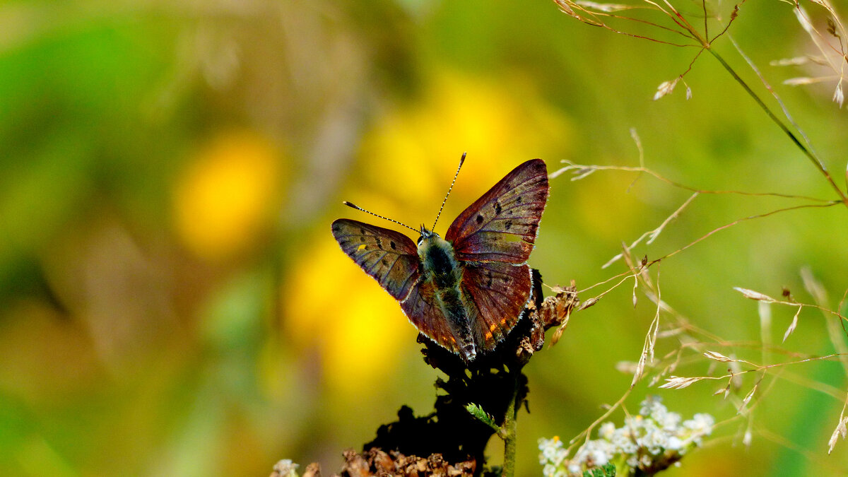 опять про бабочек...175 - Александр Прокудин опять про бабочек...175 - Александр Прокудин