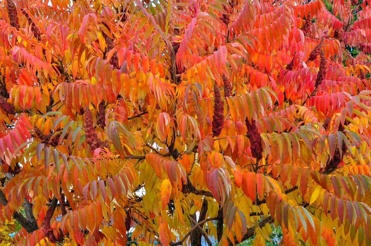 Яркий сумах в октябре - Татьяна Машошина Яркий сумах в октябре - Татьяна Машошина