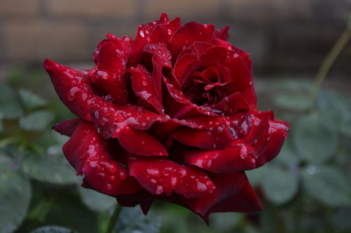 Осенний дождь... - Надежда Куркина Осенний дождь... - Надежда Куркина