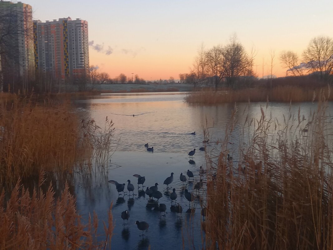 Лысухи на рассвете - Сапсан 